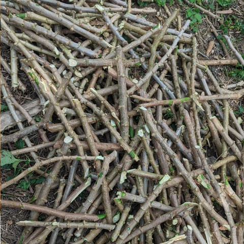 Vente en gros de Boutures de manioc, Manioc frais, feuilles et racines, Coopérative  La ferme de Léo,