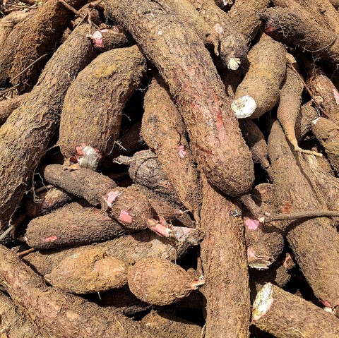 Vente en gros de manioc frais et Boutures, Racines et Feuilles pilées,