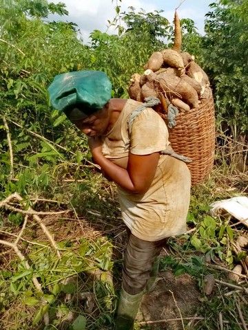 Récolte manioc, Association et coopérative La ferme de Léo, Nkoumadzap Cameroun, Agriculture- Gic manioc,
