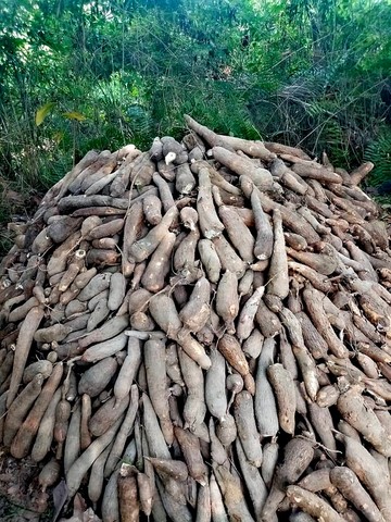 Récolte manioc, Association et coopérative La ferme de Léo, Nkoumadzap Cameroun, Agriculture- Gic manioc,