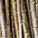 Vente en gros de Boutures de manioc, Manioc frais, feuilles et racines, Coopérative  La ferme de Léo,